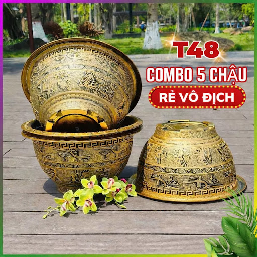 Chậu thực tế khi lên cây Mai Vàng tại sân nhà vườn